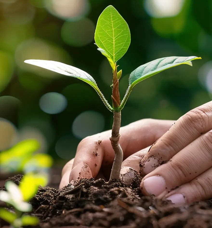 Tree planting social impact